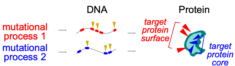 mutable DNA on proteins